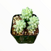 Sedum 'Burrito' Donkey Tail