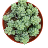 Sedum 'Burrito' Donkey Tail