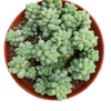 Sedum 'Burrito' Donkey Tail