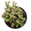 Crassula rupestris ssp. commutata 'Tom Thumb'