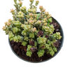 Crassula rupestris ssp. commutata 'Tom Thumb'