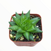 Haworthia marumiana var. batesiana