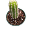 Chamaelobivia 'Rose Quartz' Peanut Cactus