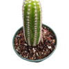 Chamaelobivia 'Rose Quartz' Peanut Cactus