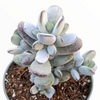 Cotyledon orbiculata 'Ping Pong'