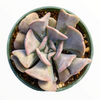 Echeveria 'Cubic Frost'