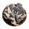 Echeveria 'Cubic Frost'