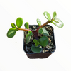 Portulacaria afra 'Elephant Bush'