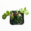 Portulacaria afra 'Elephant Bush'
