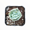 Graptoveria 'Lovely Rose'