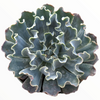 Echeveria 'Blue Frills'