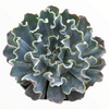 Echeveria 'Blue Frills'