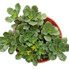 Sedum takesimense