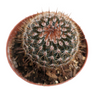 Mammillaria spinosissima Red Headed Irishman