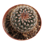 Mammillaria spinosissima Red Headed Irishman