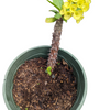 Crown of Thorns - Euphorbia milii