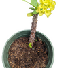 Crown of Thorns - Euphorbia milii