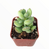 Cotyledon pendens 'Cliff Cotyledon'