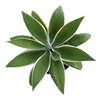 Agave attenuate 'Ray of Light'