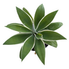 Agave attenuate 'Ray of Light'