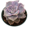 Graptopetalum 'Purple Delight'