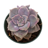Graptopetalum 'Purple Delight'