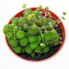 Monanthes polyphylla