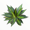 Agave lophantha 'Splendida'