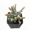 Rhipsalis baccifera subsp. horrida Mouse Tail Cactus