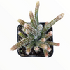 Rhipsalis baccifera subsp. horrida Mouse Tail Cactus