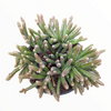 Rhipsalis baccifera subsp. horrida Mouse Tail Cactus