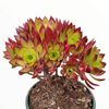 Aeonium 'Phoenix Flame'