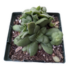 Crassula orbicularis