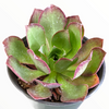 Aeonium Akafuji 'Red Fuji'