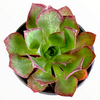 Aeonium Akafuji 'Red Fuji'