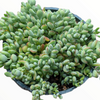 Cotyledon pendens 'Cliff Cotyledon'