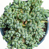 Cotyledon pendens 'Cliff Cotyledon'