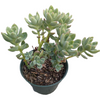 Sedum 'Alice Evans'