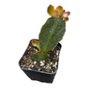 Rhipsalidopsis gaertneri Easter Cactus