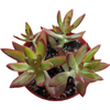 Sedum adolphii 'Firestorm'