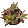 Sedum adolphii 'Firestorm'
