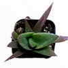 Aloe "Walmsley's Bronze"