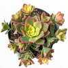 Aeonium 'Kiwi'