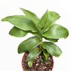 Callisia fragrans 'Basket Plant'