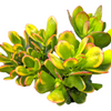Crassula ovata 'Hummel's Sunset' Golden Jade Variegated