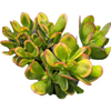 Crassula ovata 'Hummel's Sunset' Golden Jade Variegated