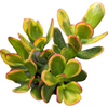 Crassula ovata 'Hummel's Sunset' Golden Jade Variegated