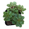 Sedum takesimense