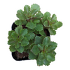 Sedum takesimense