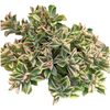 Plectranthus neochilus Variegated 'Mike's Fuzzy Wuzzy'